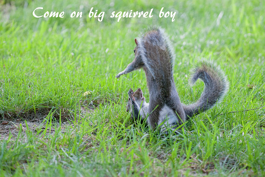 Come on big squirrel boy Photograph by Daniel Friend