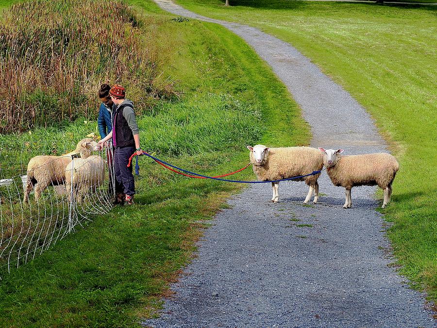 Sheep Photograph - Come Walk With Us by Alida M Haslett