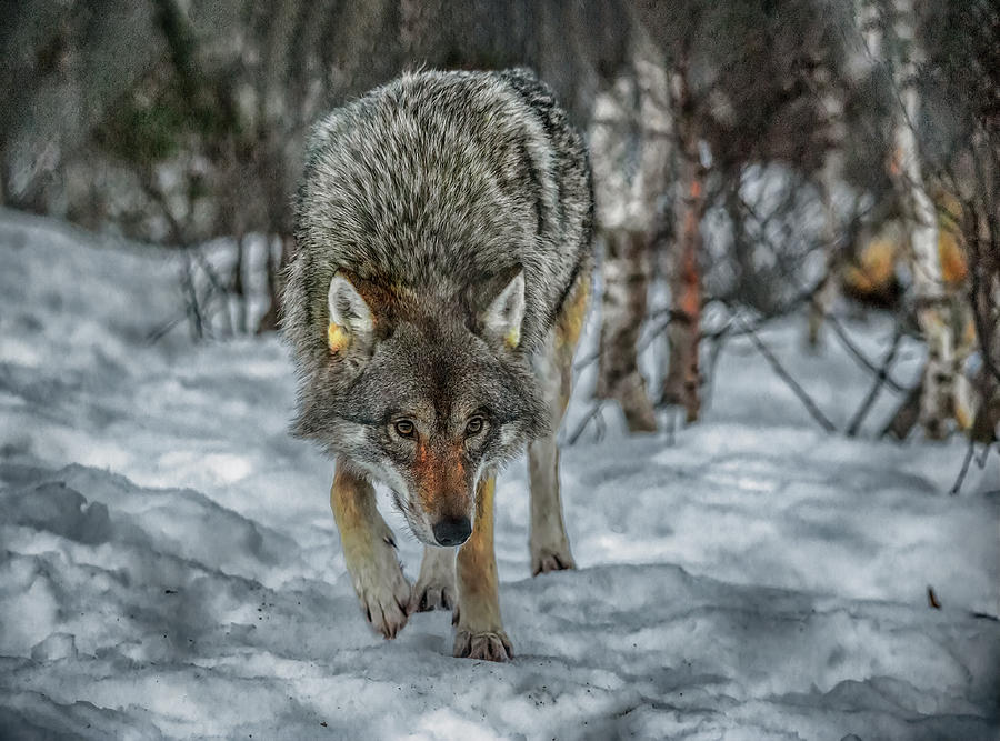 Comes a Wolf Photograph by Wade Aiken