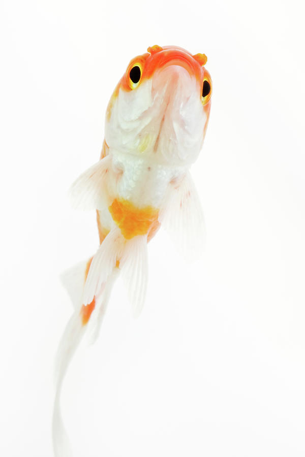 Comet  Comet-tailed Goldfish Photograph by Martin Harvey