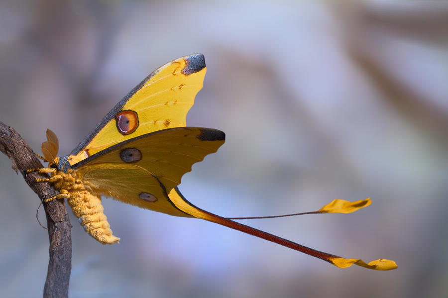 Comet Moth Photograph by Jimmy Hoffman