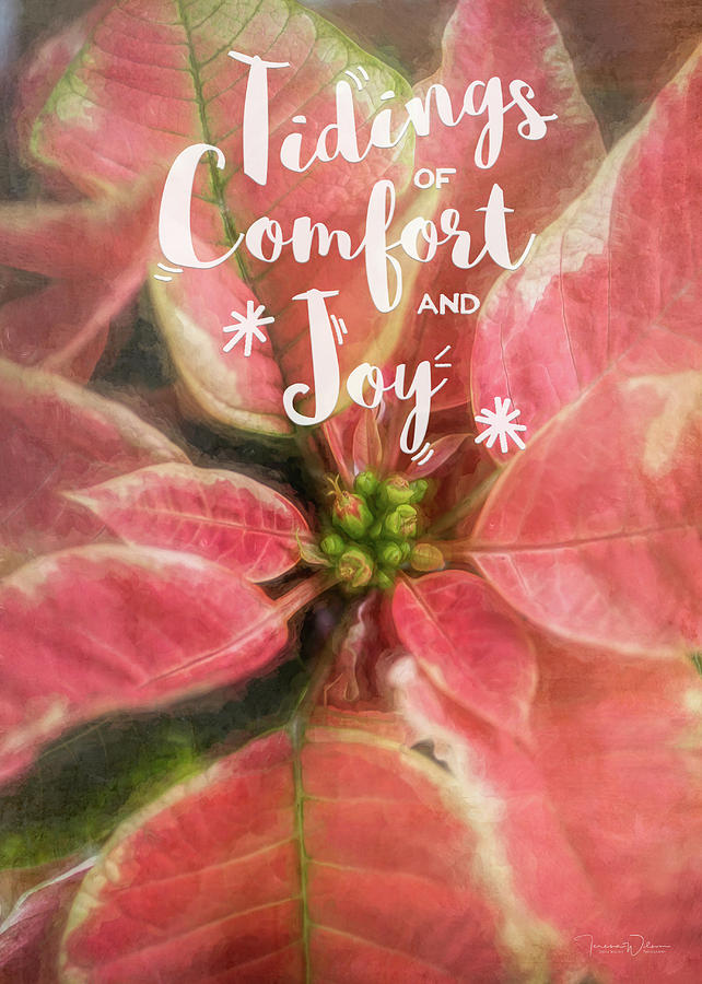 Comfort and Joy Christmas Poinsettia by TL Wilson Photography Photograph by Teresa Wilson