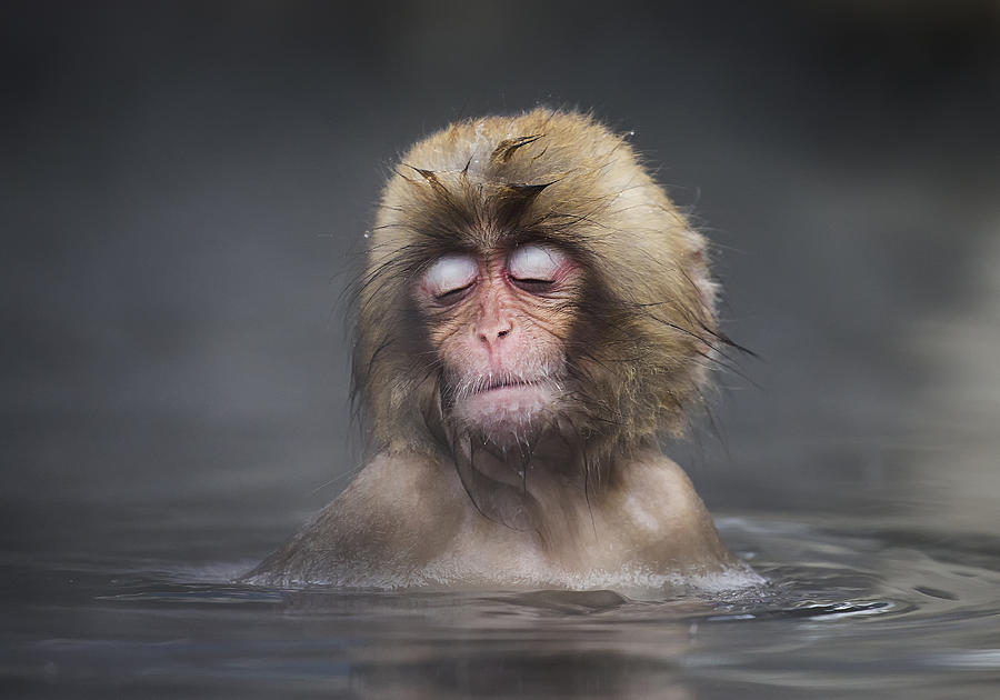 Ape Photograph - Comfort Zone by C.s. Tjandra