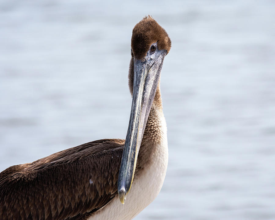 Comically Elegant Pelican Photograph by Debra Martz