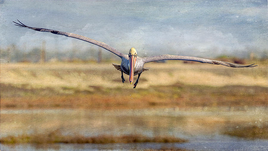 Pelican Photograph - Coming In Hot by Linda