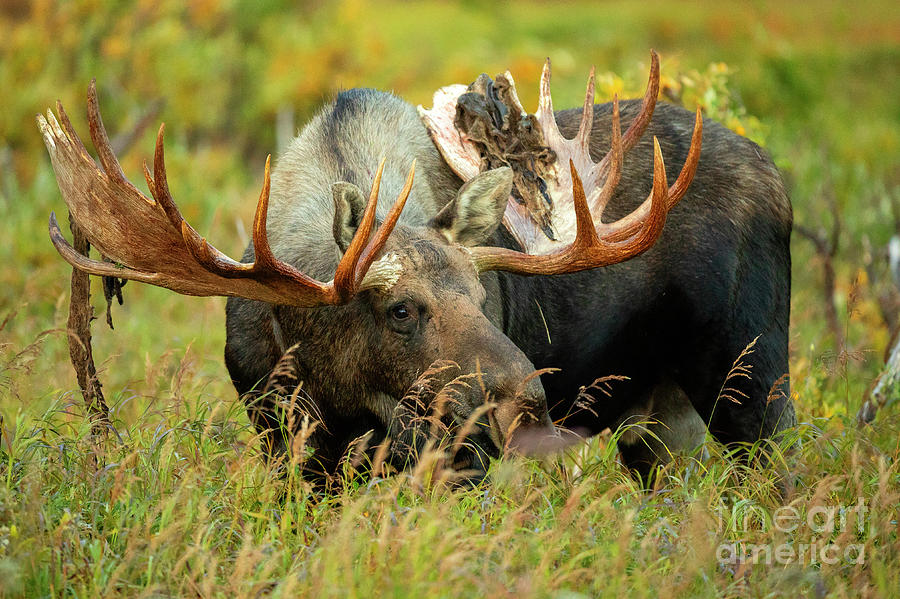 Moose Photograph - Coming Out by Aaron Whittemore