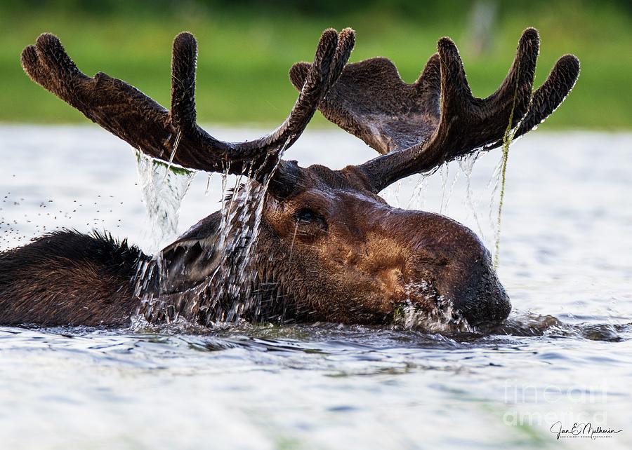 Coming Through - Bull Moose - Allagash Maine Photograph