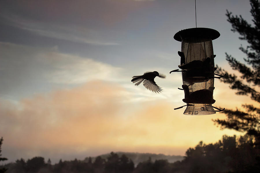 Coming To Breakfast - Black-capped Chickadee - Poecile atricapil Photograph by Spencer Bush