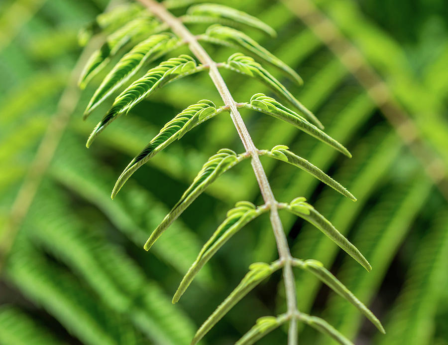 Coming to Life by Mary Chris Hines Coming to Life by Mary Chris Hines