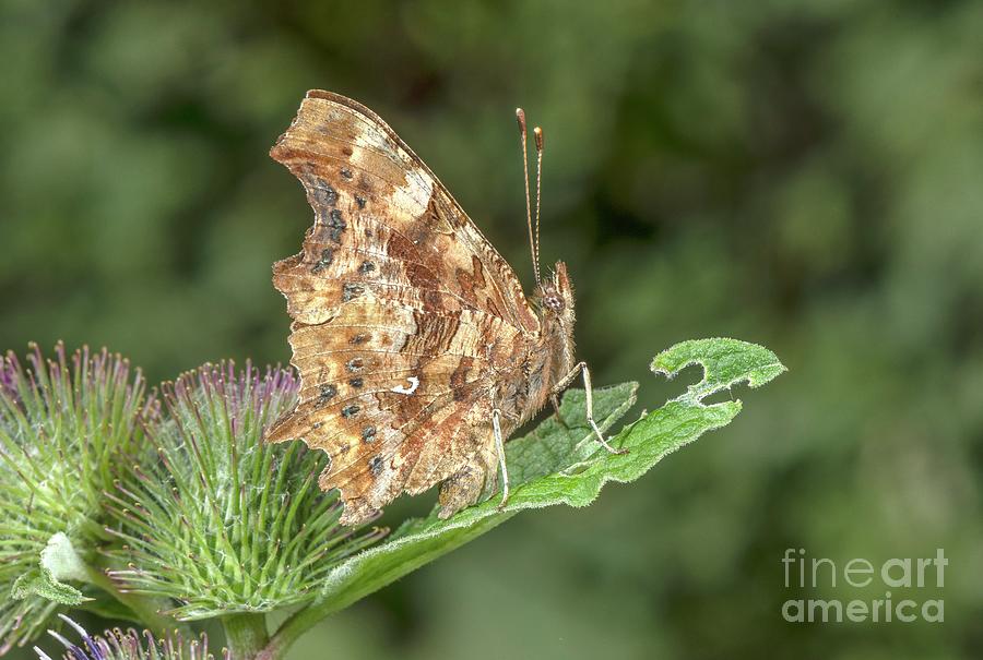 Butterfly Photograph - Comma Butterfly by Bob Gibbons/science Photo Library