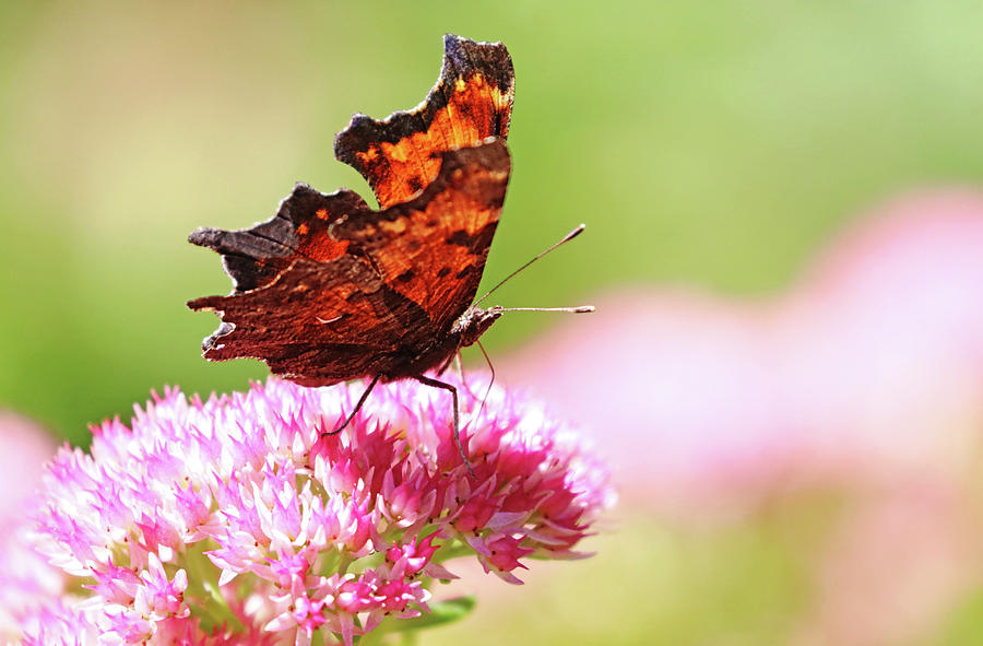 Comma Butterfly Photograph by Debbie Oppermann