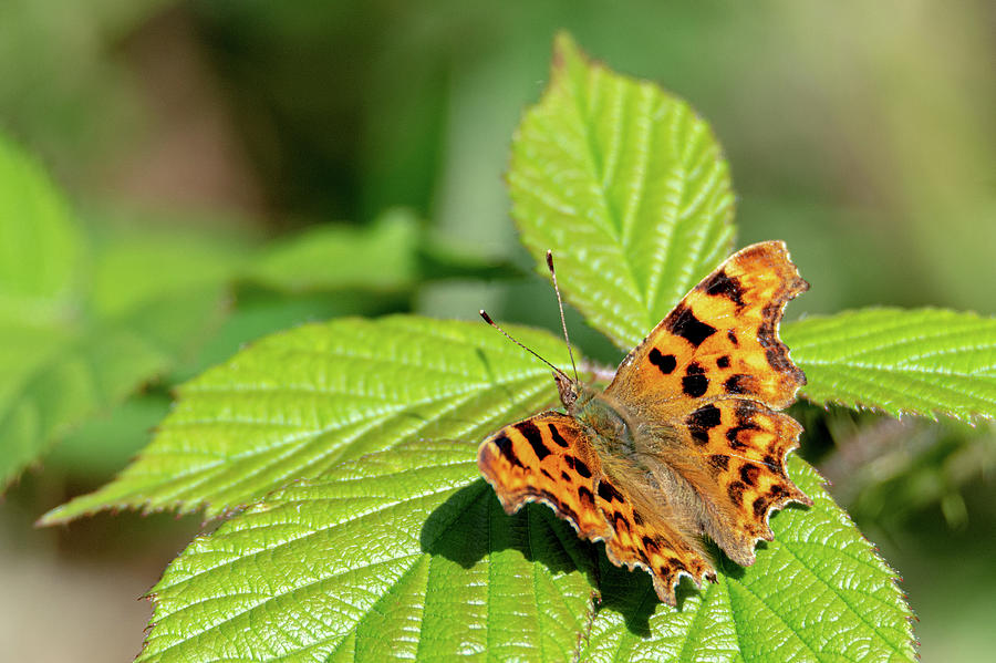 Comma butterfly sitting on a leaf Photograph by Scott Lyons