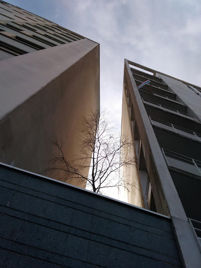 City Photograph - Comme Un Arbre Dans La Ville by Christine AVIGNON City Photograph - Comme Un Arbre Dans La Ville by Christine AVIGNON