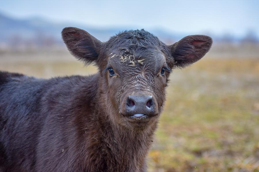 Commercial Angus Calf Photograph by Riley Bradford - Pixels