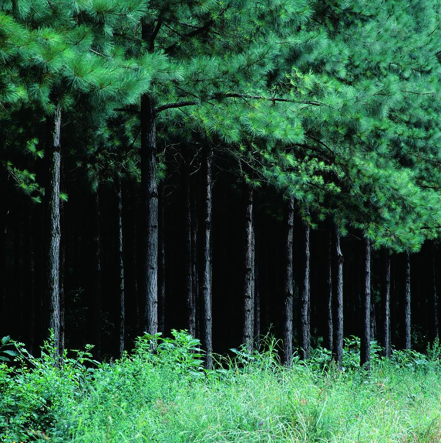 Commercial Pine Forest Photograph by Robert C Nunnington