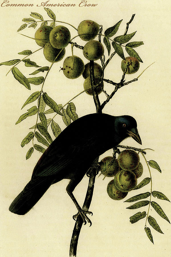 Common American Crow Painting by John James  Audubon