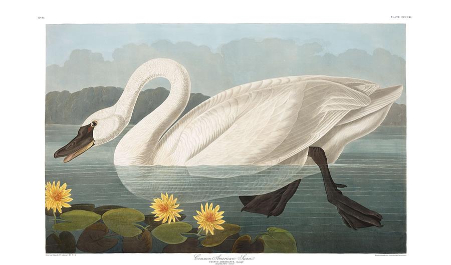 Common American Swan By John Audubon Painting