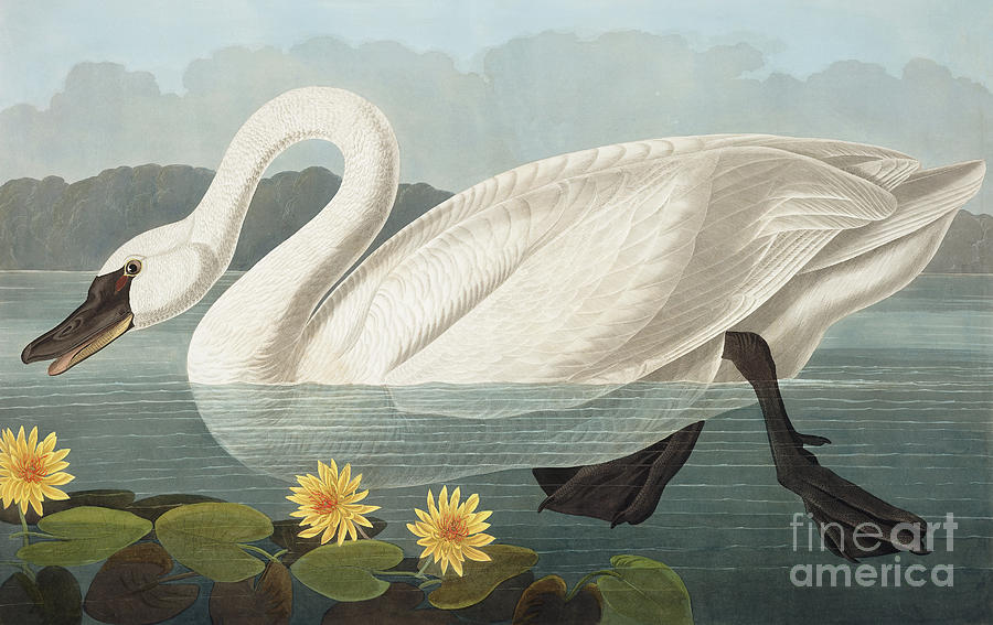 Common American Swan, Cygnus Americanus by Audubon Painting by John James Audubon