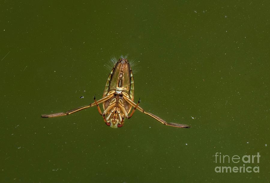 Common Backswimmer Photograph by Bob Gibbons/science Photo Library