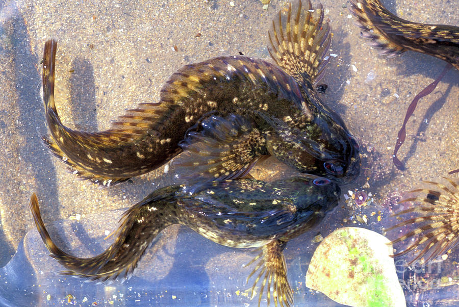 Common Blennies Photograph by Dr Keith Wheeler/science Photo Library