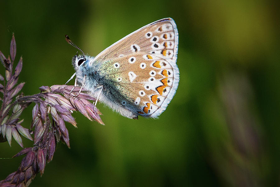 Common Blue Butterfly 04 Photograph by Chris Smith