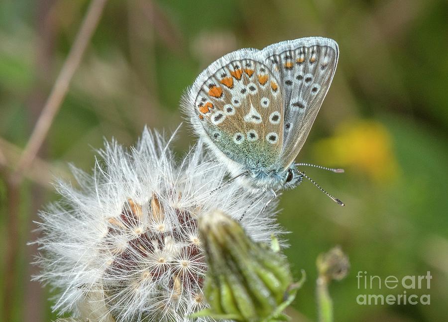 Butterfly Photograph - Common Blue Butterfly by Bob Gibbons/science Photo Library