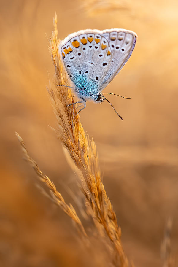 Common Blue Butterfly Photograph by Cristi Dadalau