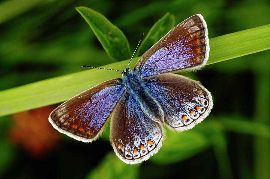 Wildlife Photograph - Common Blue Butterfly Female, Southwest London, England by Russell Cooper / Naturepl.com