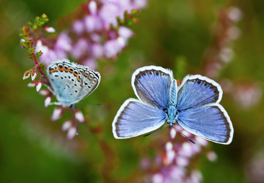 Common Blue Butterfly Polyommatus Icarus Photograph by Brittak