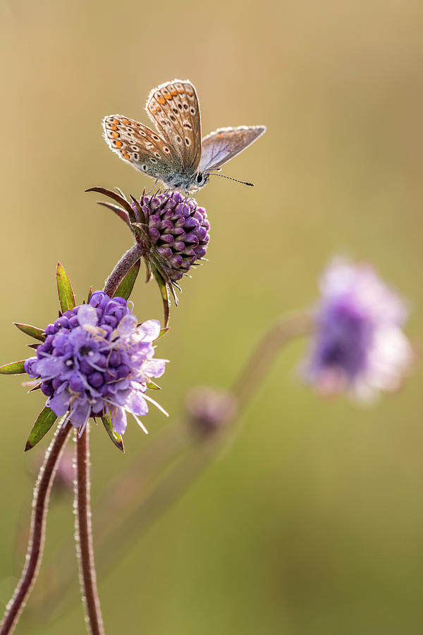 Common Blue Butterfly Resting On Devil's Bit Scabious, Devon Photograph ...