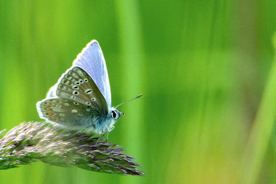 Common Blue Butterly Photograph by Scott Lyons