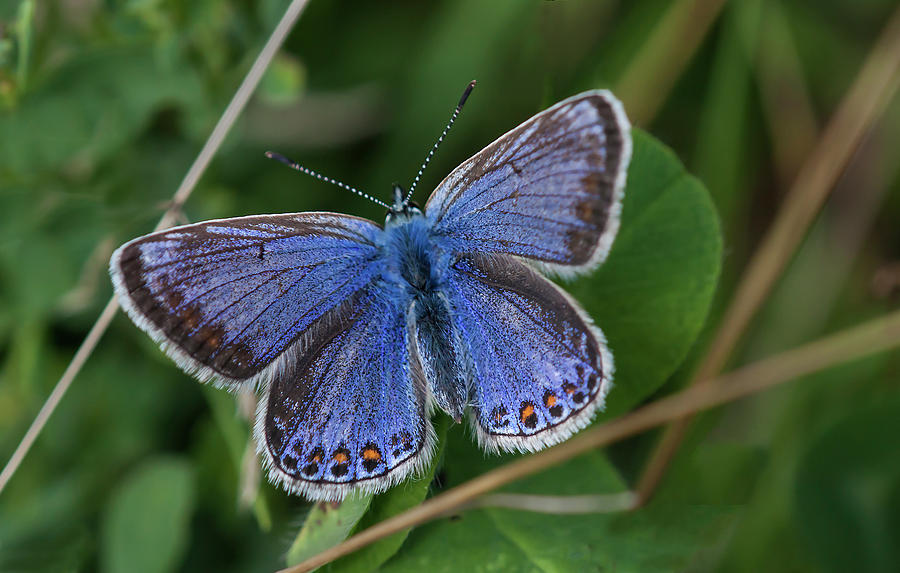 Common Blue Photograph by Dsw Creative Photography