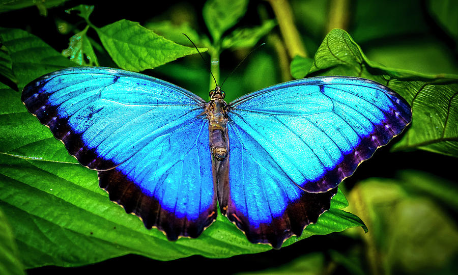 Blue Morpho 135