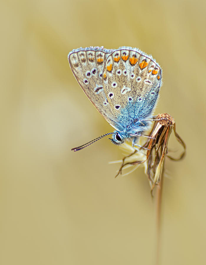Butterfly Photograph - Common Blue by Ytje Veenstra
