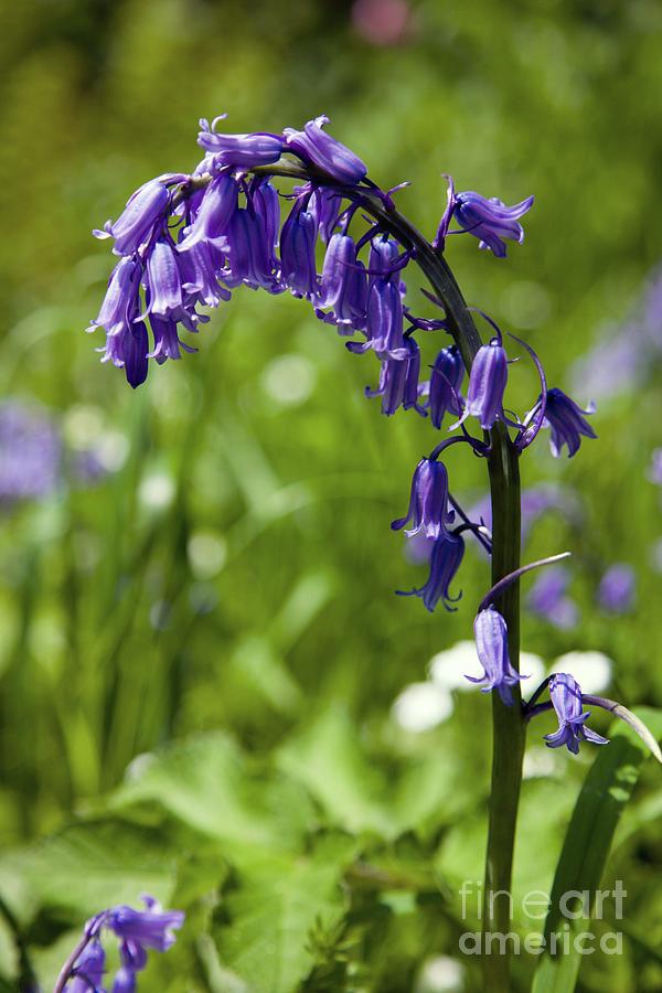 How To Grow and Care For Bluebells