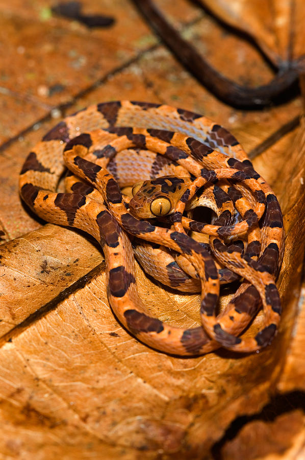 Common Blunt-headed Tree Snake Photograph by Michael Lustbader