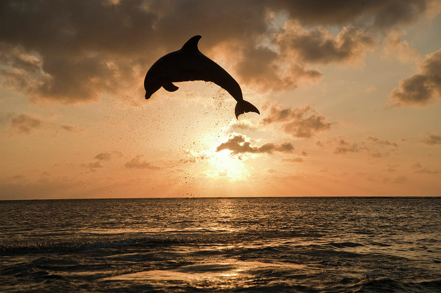 Common Bottlenose Dolphin Tursiops Photograph by Mike Hill