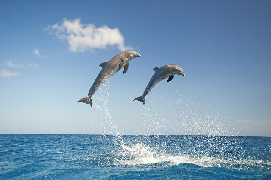 Common Bottlenose Dolphins Tursiops Photograph by Mike Hill