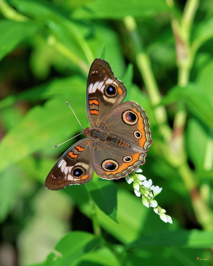 Common Buckeye Butterfly DIN0276 Photograph by Gerry Gantt
