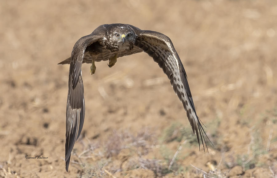 Common Buzzard In Direct Flight Photograph by Carmel Tadmor