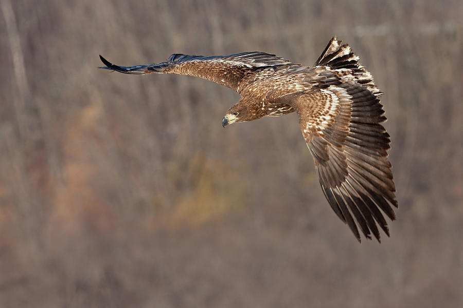 Nature Photograph - Common Buzzard In Flight, Hokkaido by Mint Images/ Art Wolfe