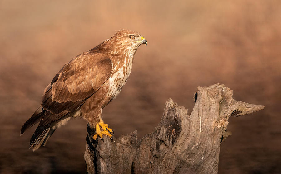 Animal Photograph - Common Buzzard by Marco Barisone
