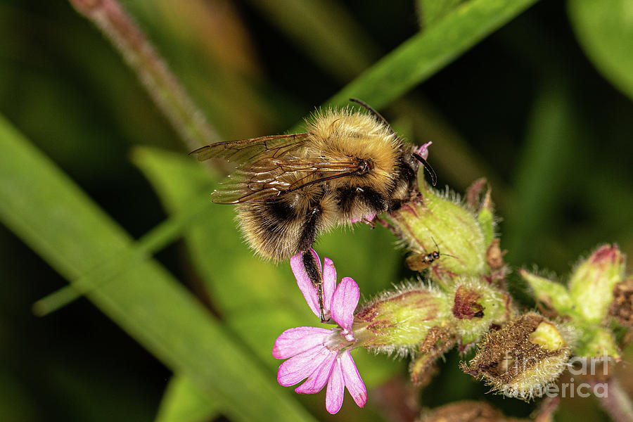 Common Carder Bee by Brian Roscorla Common Carder Bee by Brian Roscorla