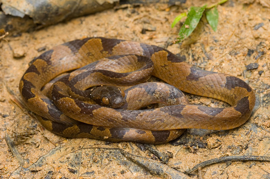 Common Cat-eyed Snake Photograph by Michael Lustbader - Pixels