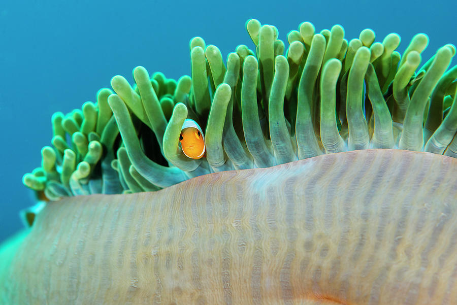 Common Clownfish Looking Out From Its Home In An Anemone Photograph by ...