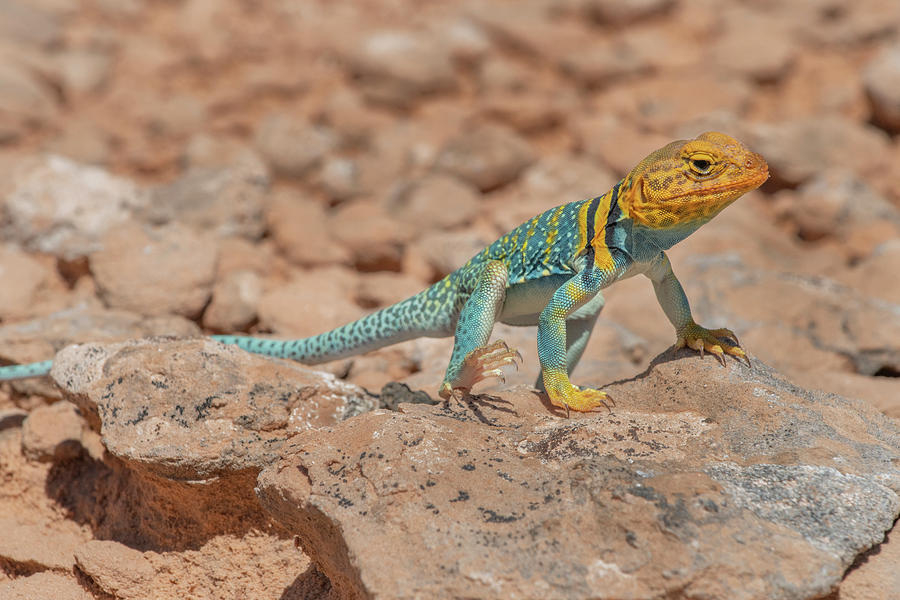 Common Collared Lizard Male Basking, Arches Np, Utah, Usa Photograph by
