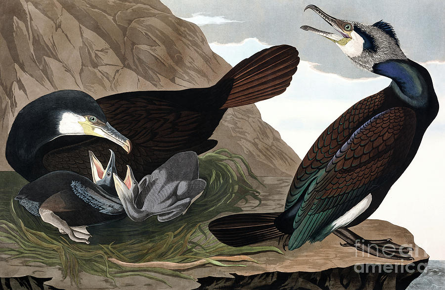 Common Cormorant, Phalacrocorax Carbo by Audubon Painting by John James Audubon