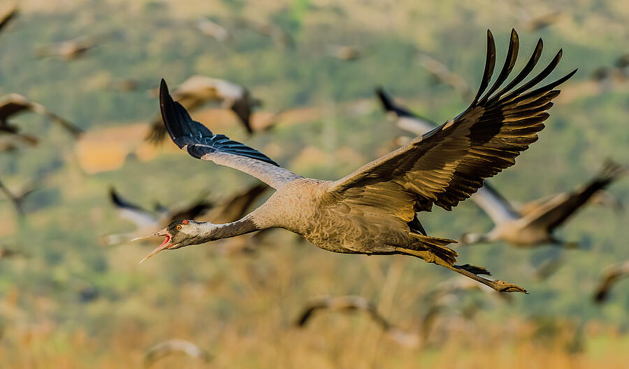 Common Crane Calling In Flight Photograph by Morris Finkelstein Pixels