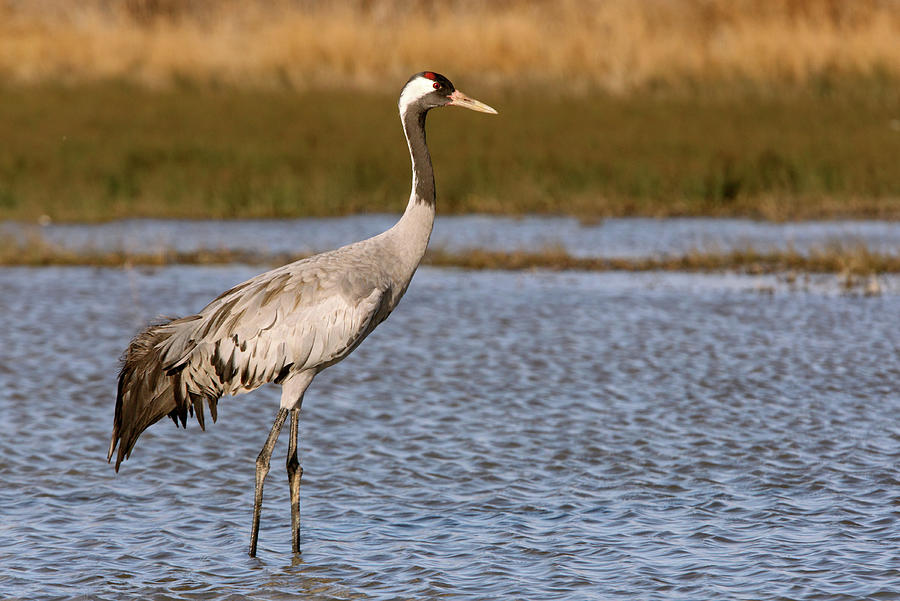 Common Crane, Grus Grus, Birds Photograph by Cavan Images - Fine Art ...