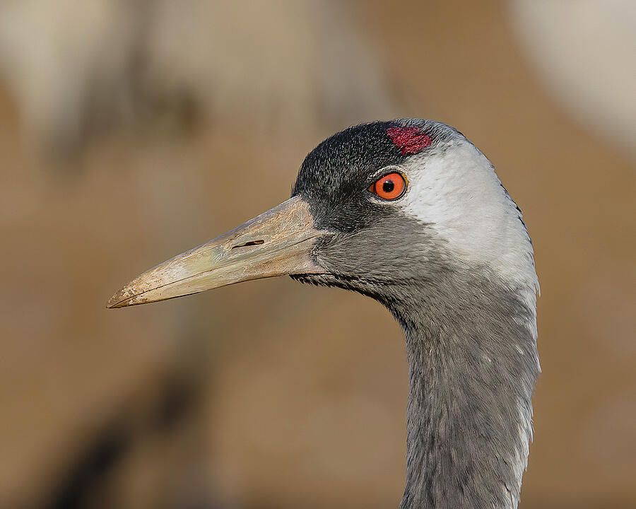 Common Crane Portrait Photograph by Morris Finkelstein - Fine Art America